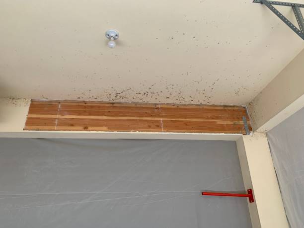 Best Mold Documentation for Insurance Claims  in Eagle, CO