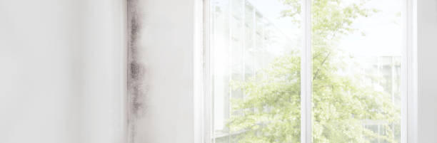Eagle, CO Mold Removal Company