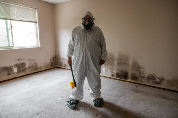 Best Mold Odor Removal Services  in Eagle, CO