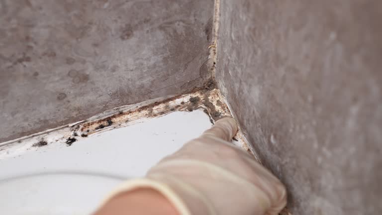 Biohazard Mold Removal in Eagle, CO